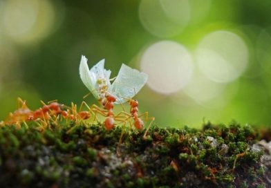 Benzersiz bir iletişim ağı: Karıncaların dünyasına yolculuk